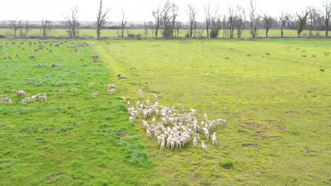 Flock-of-ewes-and-lambs-aerial-shot-green-grass-Crau-stony-plain-meadow